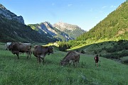 12 Mucche al pascolo mattutino